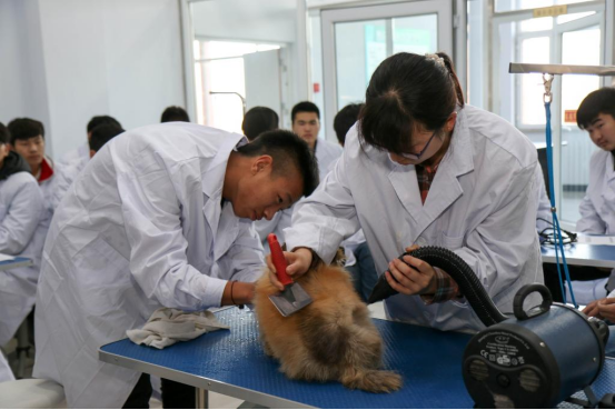 高职特色专业简介—宠物养护与驯导专业-现代农学院